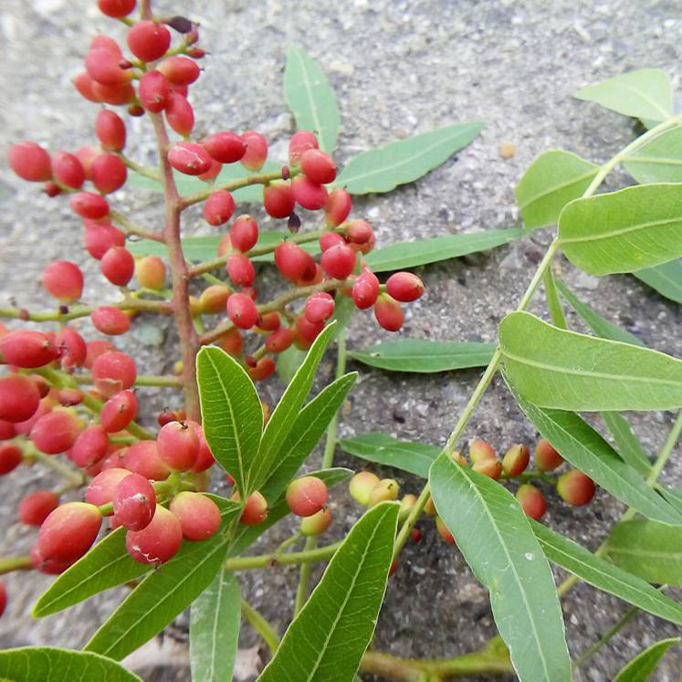 بذر بنسای بنه سانیا سید مدل D4