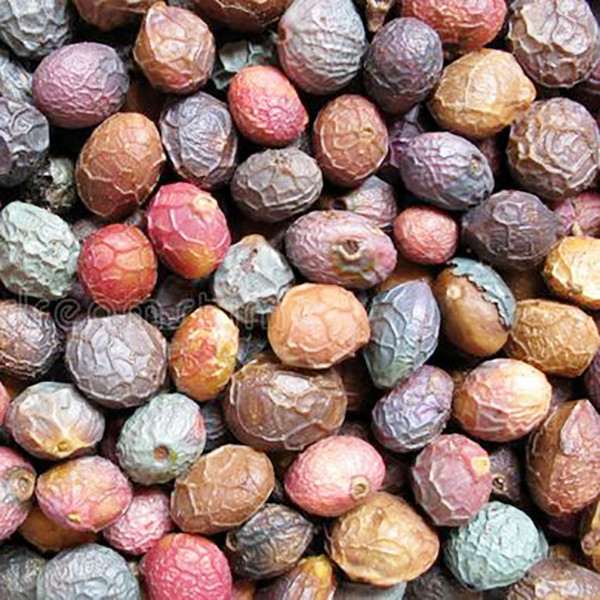 بذر بنسای بنه سانیا سید مدل D4