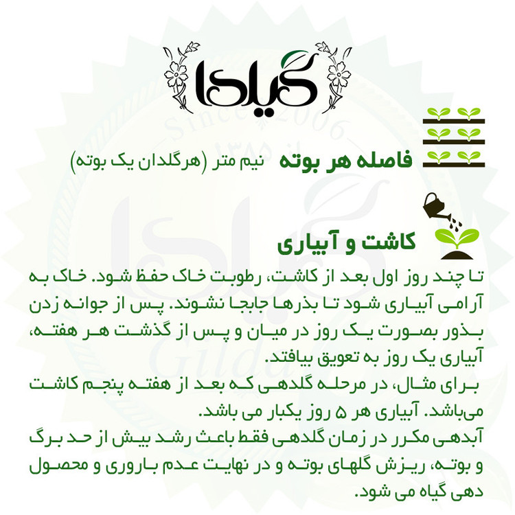 بذر کدو حلوایی زرد گیلدا کد 773