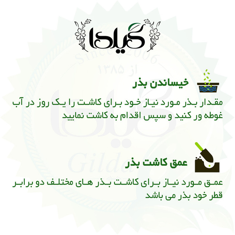 بذر کدو حلوایی زرد گیلدا کد 773