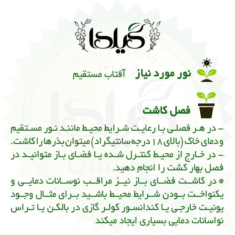 بذر کدو حلوایی زرد گیلدا کد 773