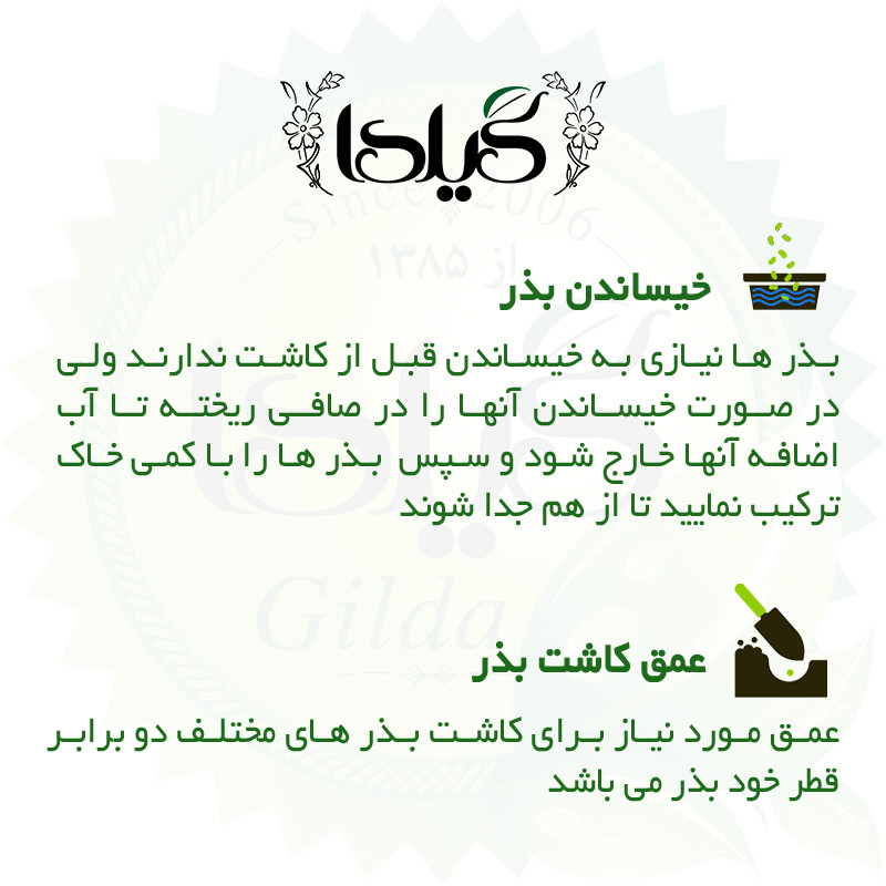 بذر گل کلم گیلدا کد 312