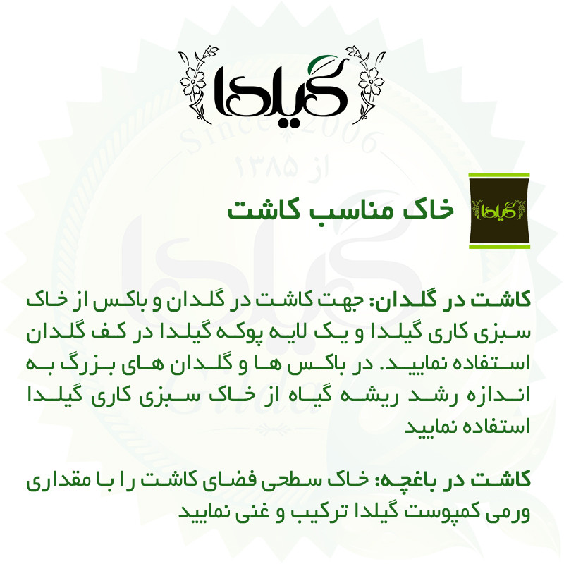 بذر خیار اصفهان گیلدا کد 645