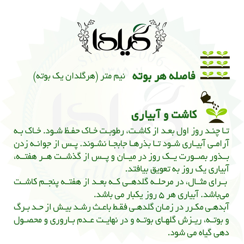بذر خیار اصفهان گیلدا کد 645